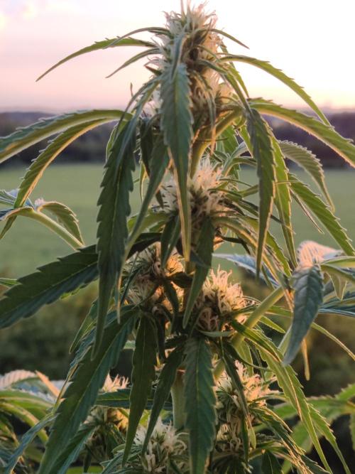 Creamzilla Auto ( In & Outdoor ). Week 6