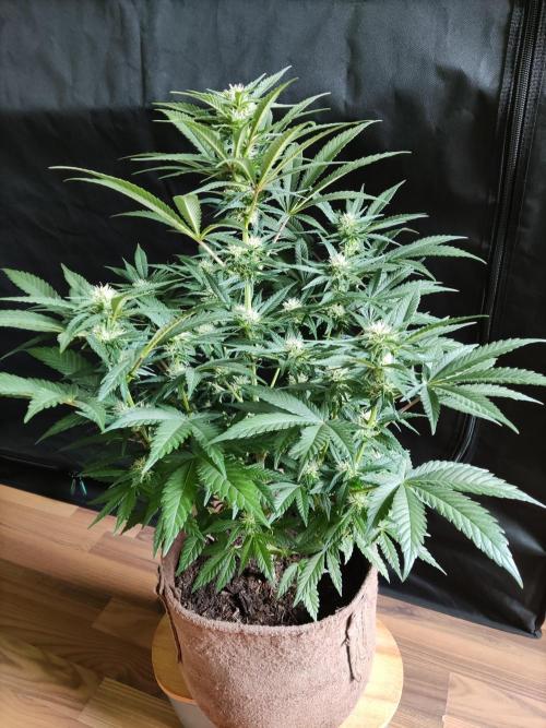 Power Plant. Week 7