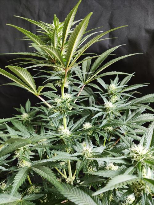 Power Plant. Week 7