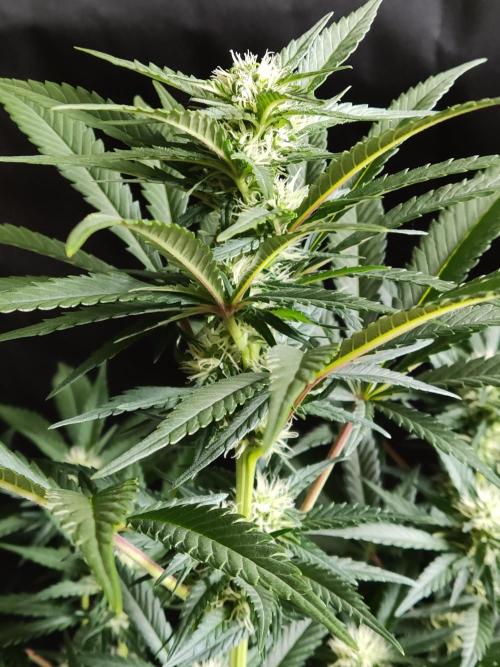 Power Plant. Week 7