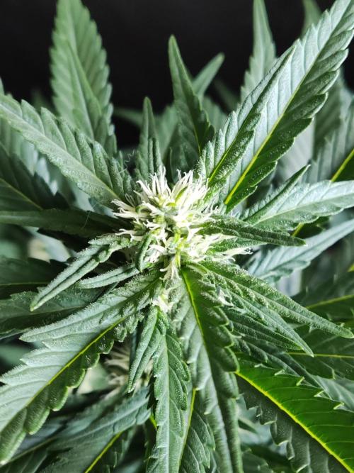 Power Plant. Week 7
