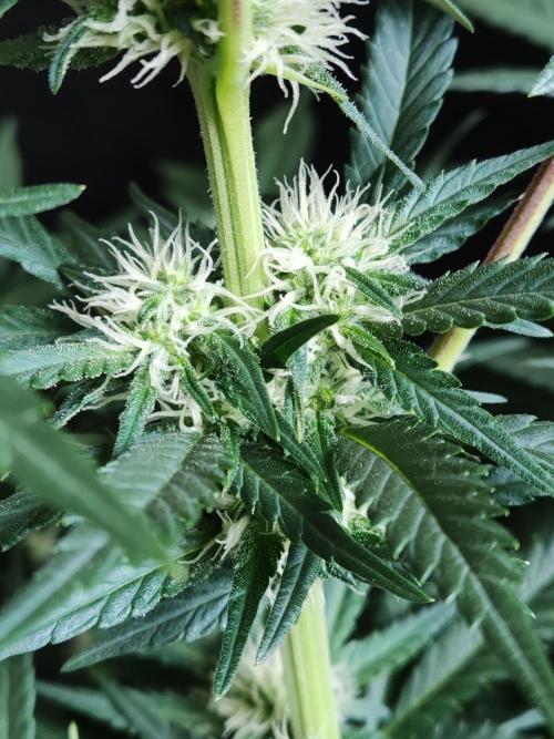 Power Plant. Week 7
