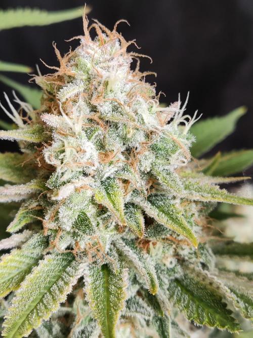 Unicorn Wagyu. Week 13