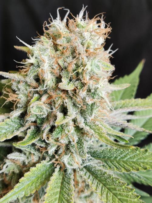 Unicorn Wagyu. Week 13
