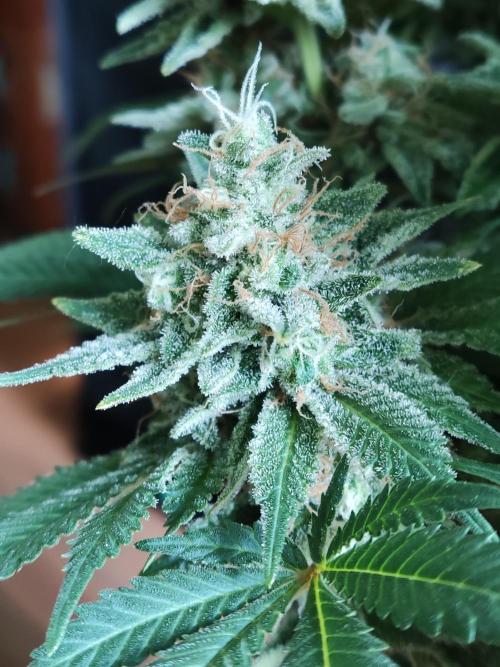 Unicorn Wagyu. Week 13