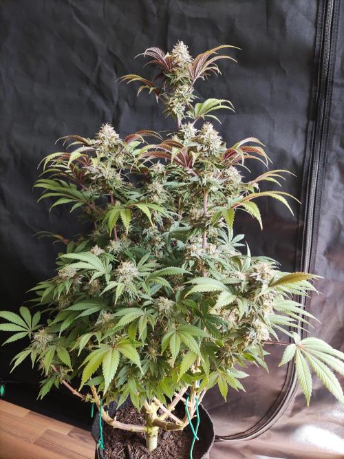 Big Bud. Week 18 - Blüte Tag 56