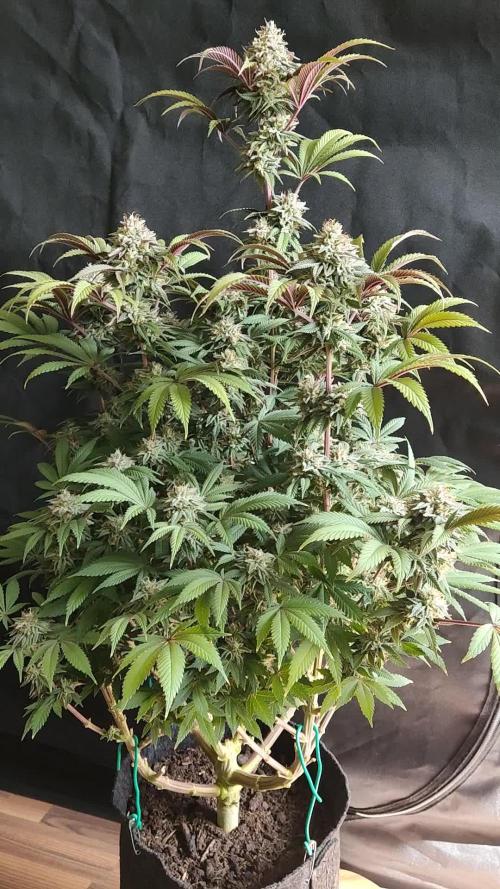Big Bud