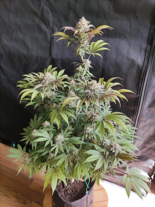 Big Bud. Week 18