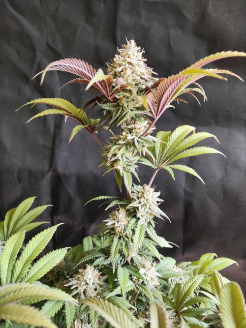 Big Bud. Week 18