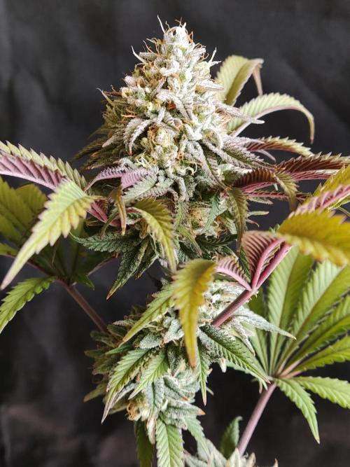 Big Bud. Week 18