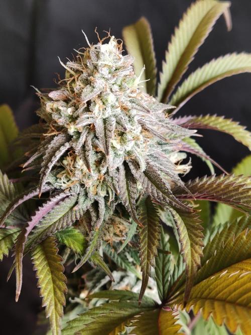 Big Bud. Week 18