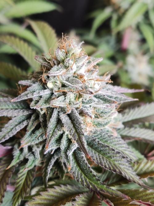 Big Bud. Week 18