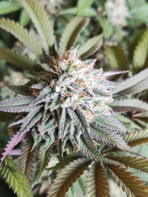 Big Bud. Week 18