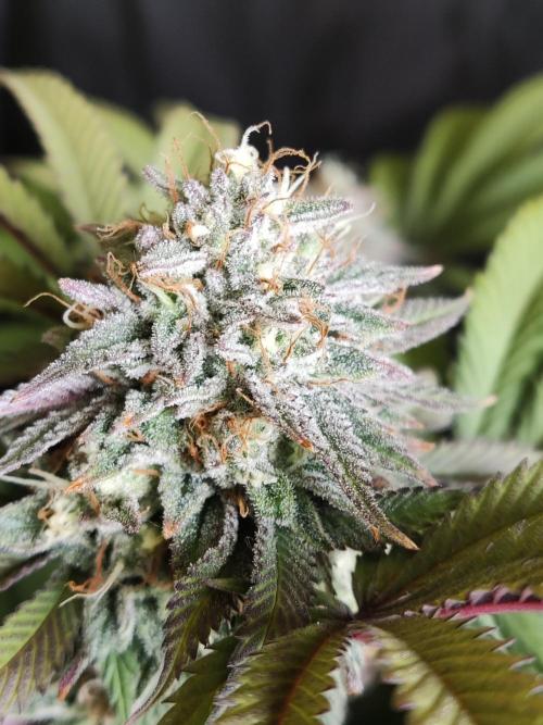 Big Bud. Week 18