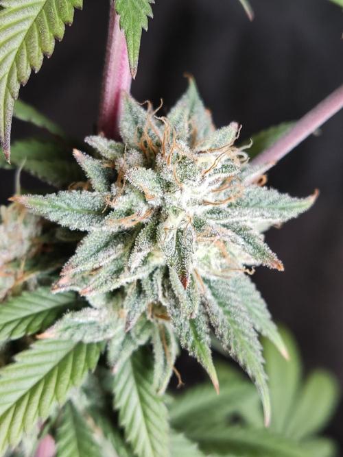 Big Bud. Week 18