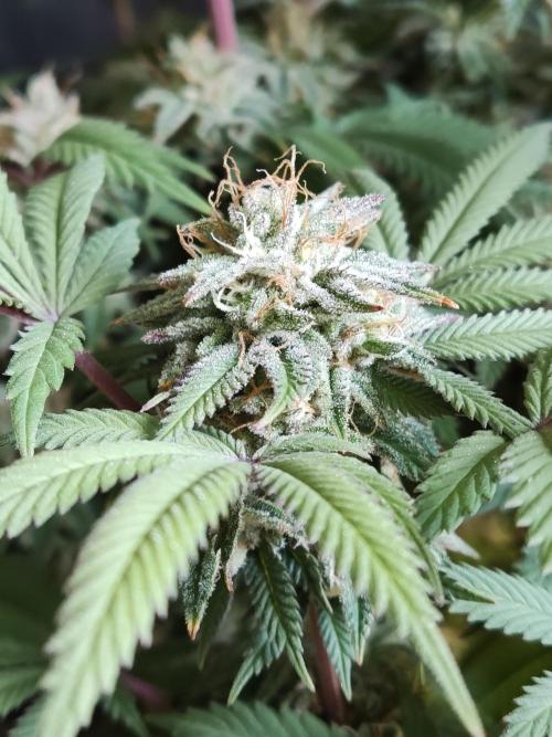 Big Bud. Week 18