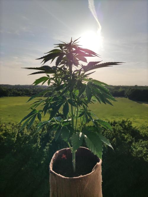 Auto Red Tropicana Cookies. Week 5 - Tag 35