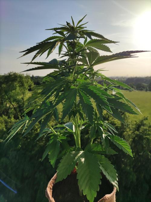 Auto Red Tropicana Cookies. Week 5