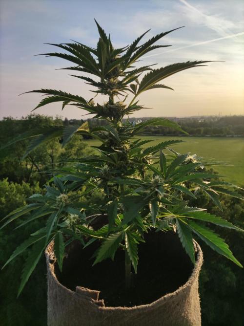 Auto Moon Rock ( In & Outdoor ). Week 7 - Tag 49