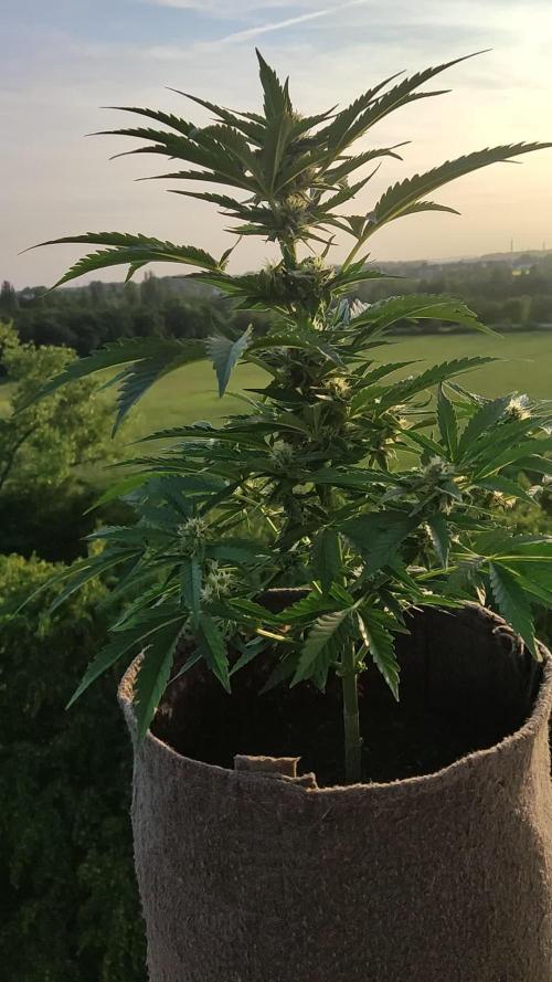 Auto Moon Rock ( In & Outdoor )