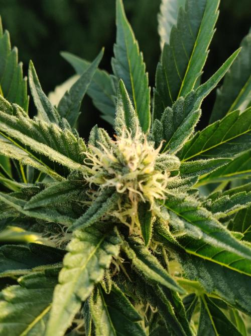 Auto Moon Rock ( In & Outdoor ). Week 7