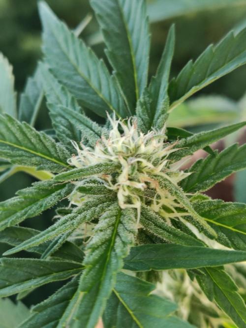 Auto Moon Rock ( In & Outdoor ). Week 7