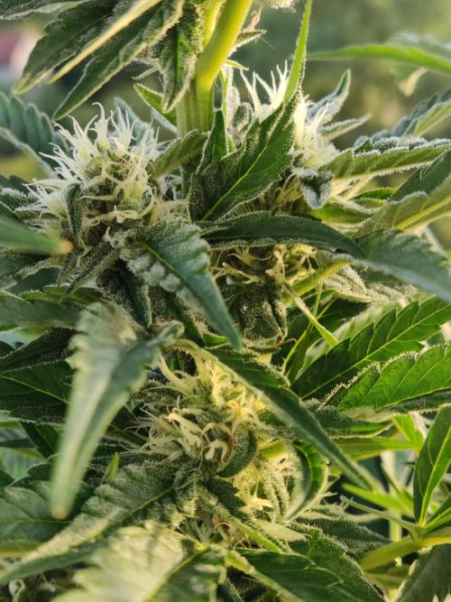 Auto Moon Rock. Week 7