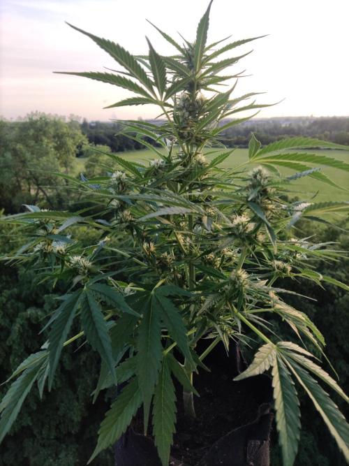 Creamzilla Auto ( In & Outdoor ). Week 7 - Tag 49