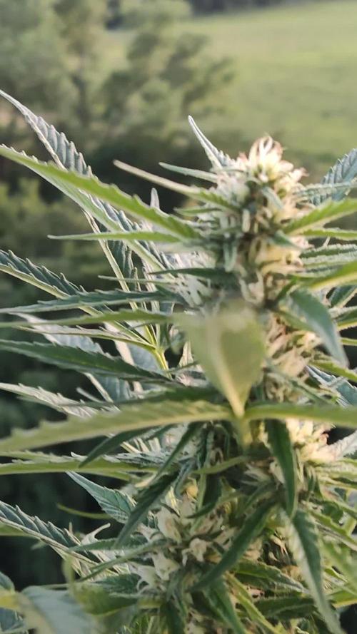Creamzilla Auto ( In & Outdoor )