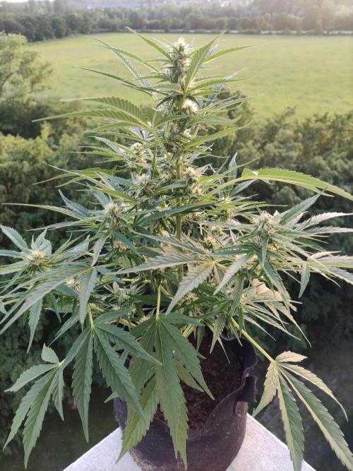 Creamzilla Auto ( In & Outdoor ). Week 7