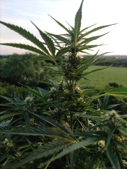 Creamzilla Auto ( In & Outdoor ). Week 7