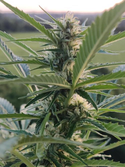 Creamzilla Auto ( In & Outdoor ). Week 7