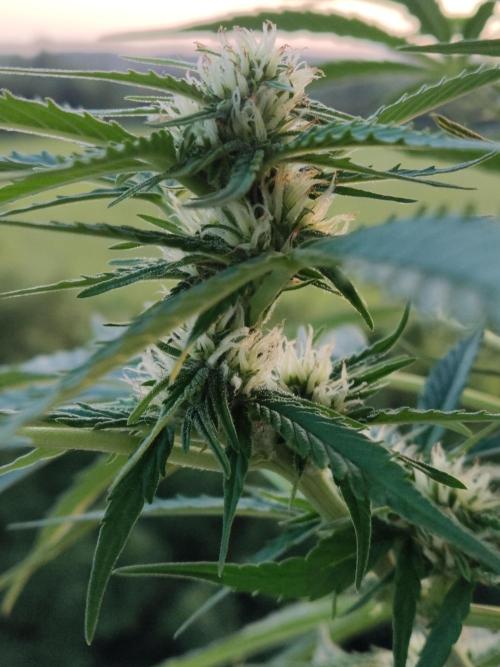 Creamzilla Auto ( In & Outdoor ). Week 7