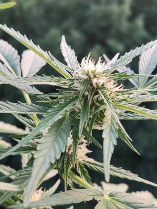 Creamzilla Auto ( In & Outdoor ). Week 7