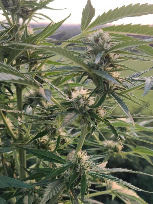 Creamzilla Auto ( In & Outdoor ). Week 7