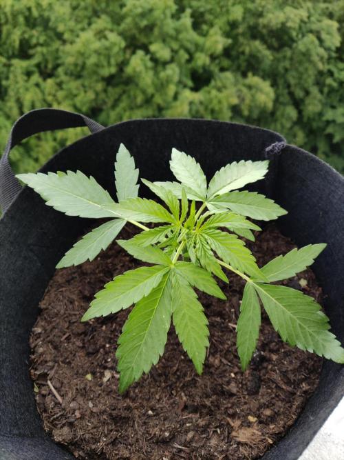 Durban Poison Autoflower. Week 2 - Tag 14