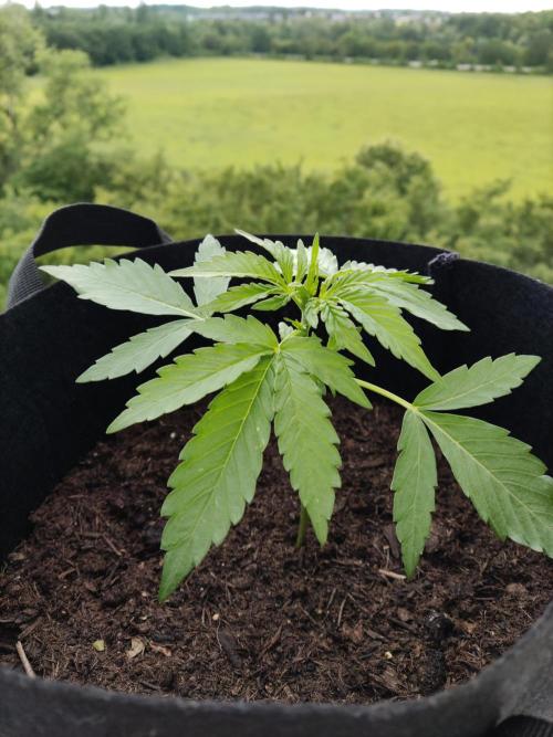 Durban Poison Autoflower. Week 2