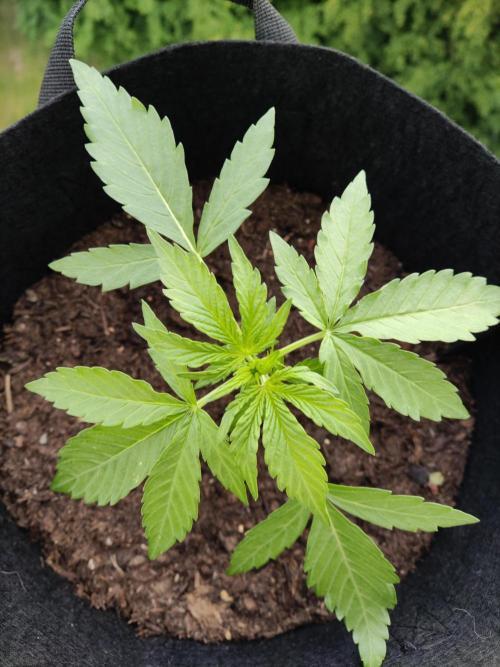 Durban Poison Autoflower. Week 2