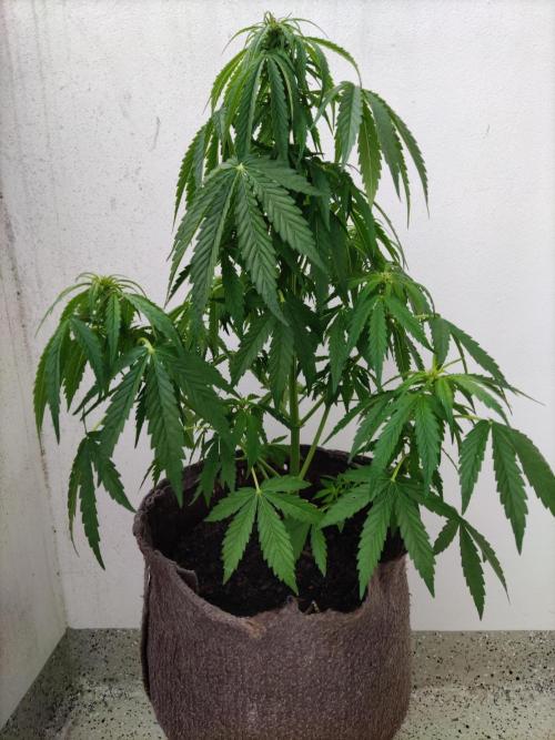 Auto Creeper. Week 5