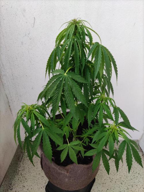 Auto Creeper. Week 5