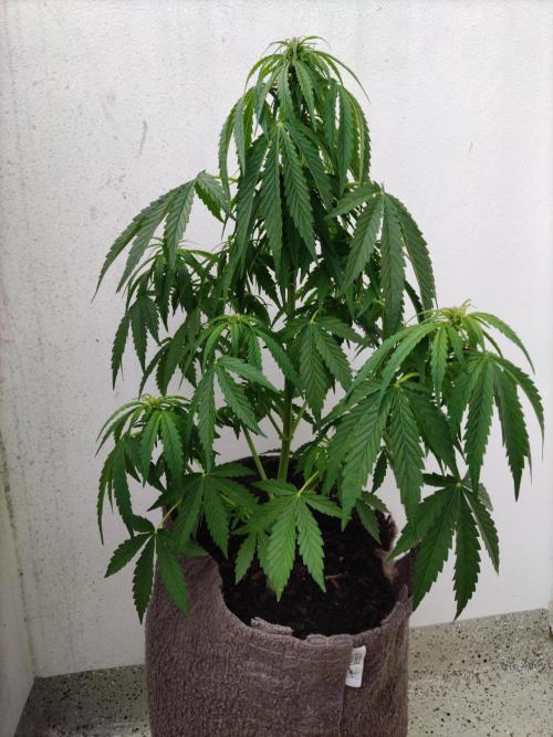 Auto Creeper. Week 5
