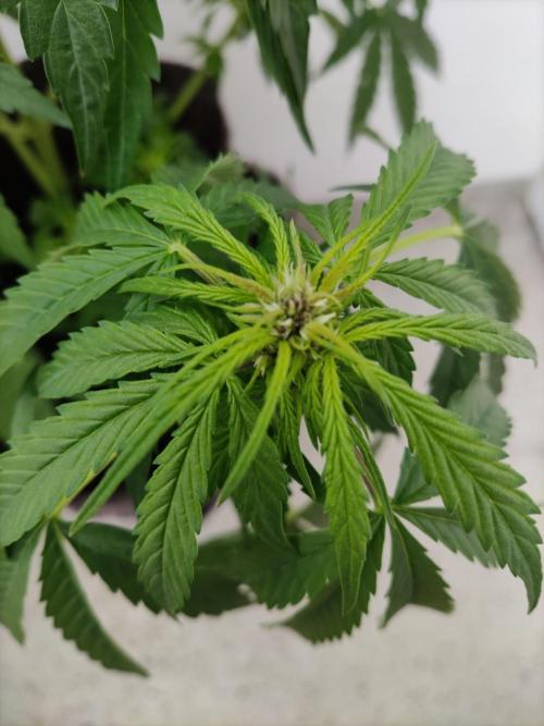 Auto Creeper. Week 5