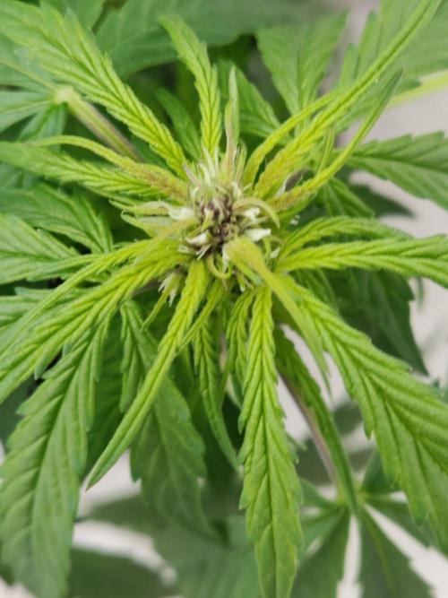 Auto Creeper. Week 5