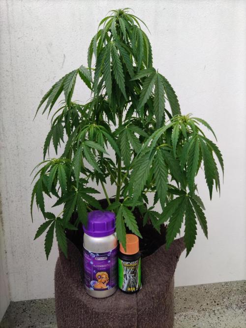 Auto Creeper. Week 5