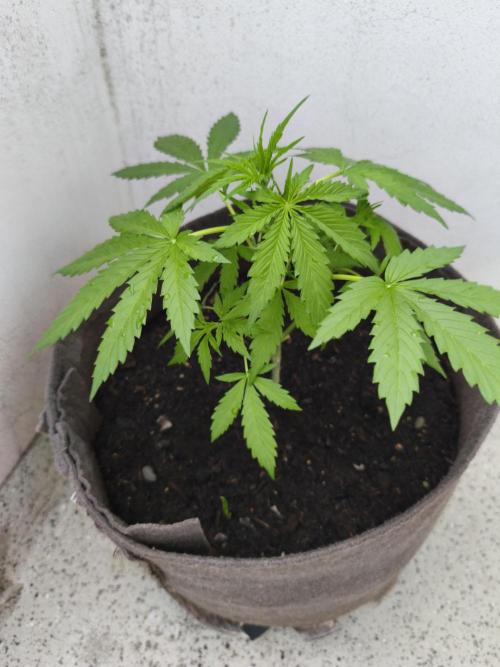 Ghost Train Haze Auto. Week 3 - Tag 21