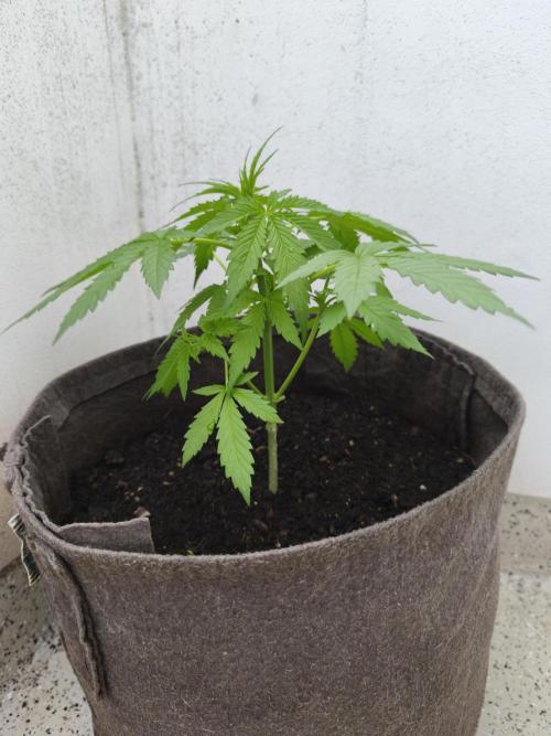 Ghost Train Haze Auto. Week 3