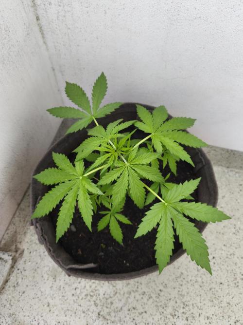 Ghost Train Haze Auto. Week 3