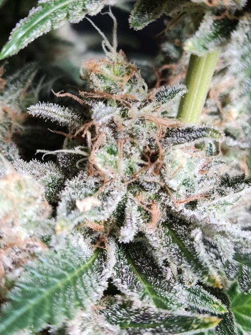 Unicorn Wagyu. Week 14