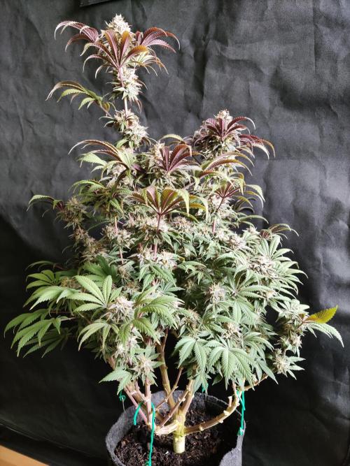 Big Bud. Week 19 - Blüte Tag 63