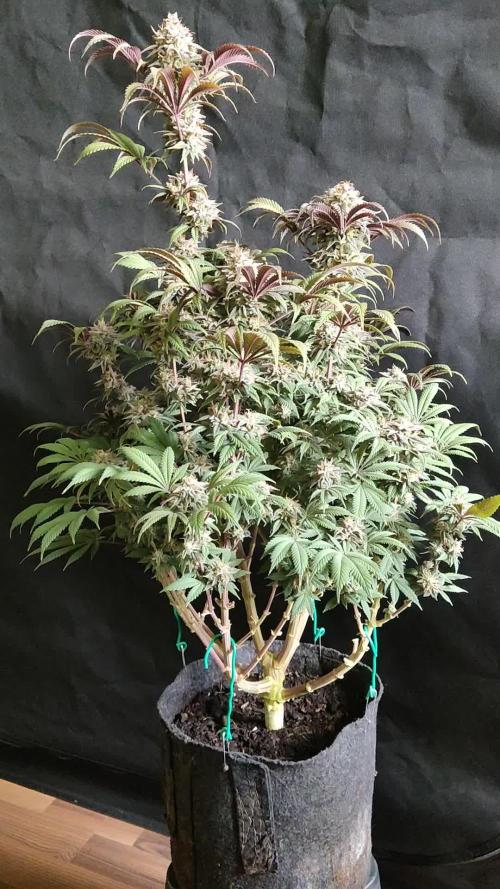 Big Bud